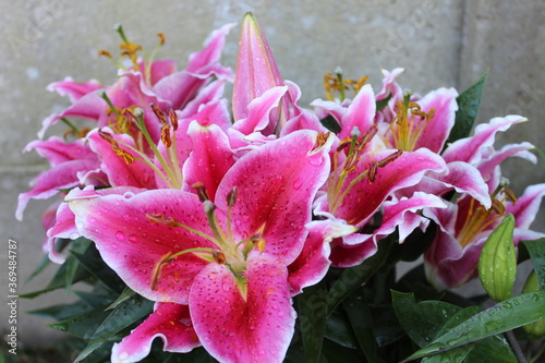 Lys oriental du jardin en macro