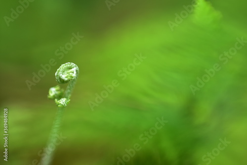 Closeup nature view of beautiful fern on blurred greenery background in garden with copy space for text using as background natural green plants landscape, © nature design
