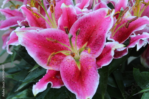 Lys oriental du jardin en macro