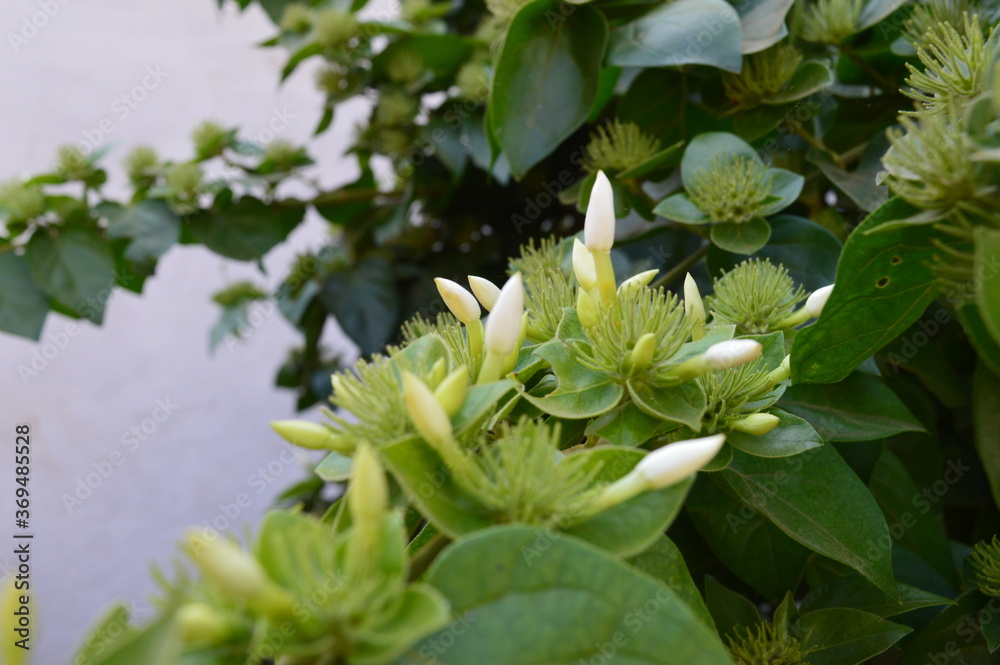 Jasmine flower Jasmine flower