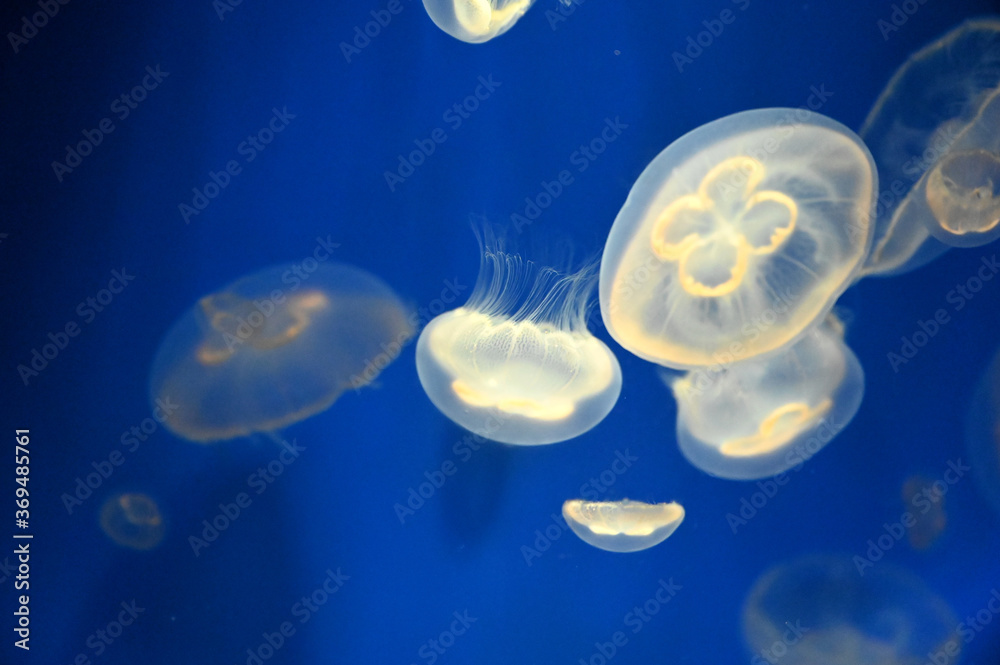水中をふわふわ漂う丸い可愛いクラゲ キタミズクラゲ Stock Foto Adobe Stock
