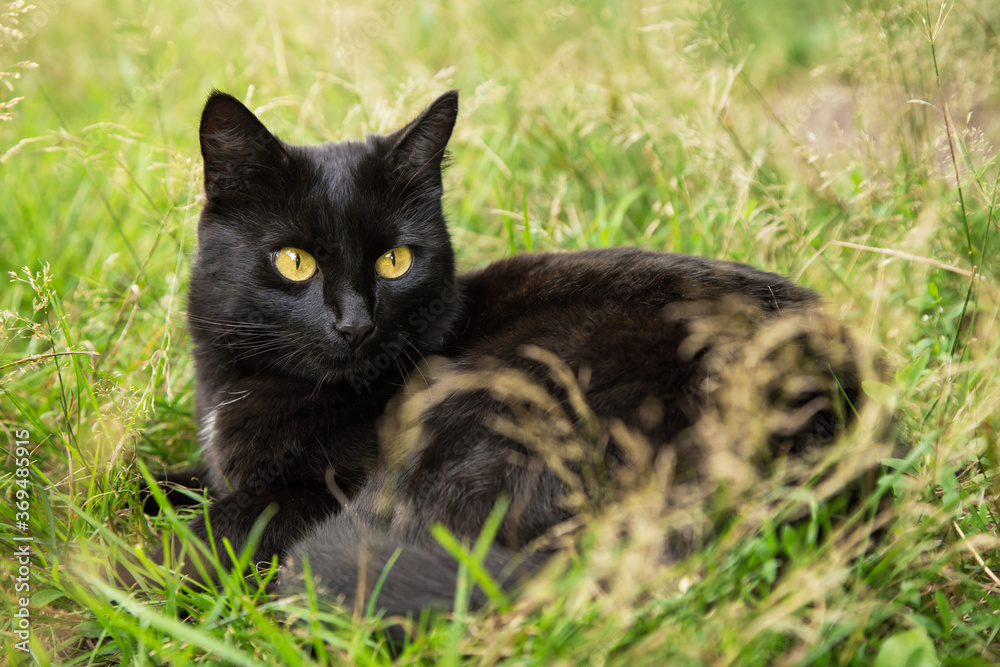 Beautiful Bombay black cat portrait with yellow eyes lie outdoors in green grass in nature
