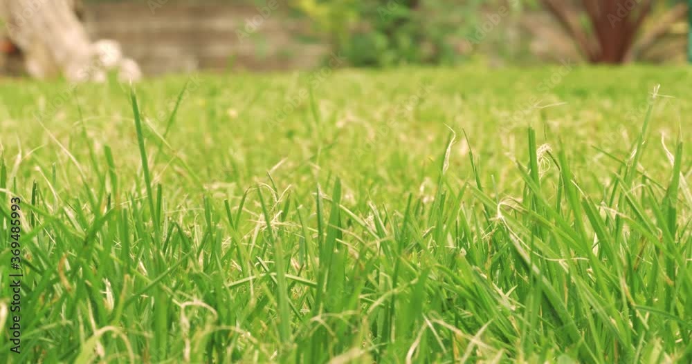 Macro shot of grass moving wind with soft out of focus garden in background Macro shot of grass moving wind with soft out of focus garden in background