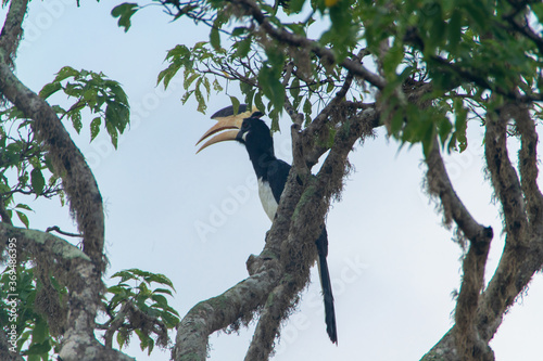 スリランカのヤーラ国立公園のカササギサイチョウ photo
