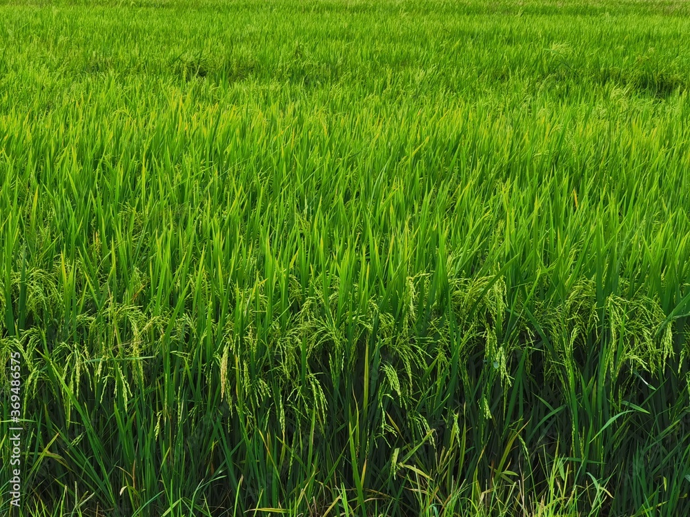 green rice field green rice field