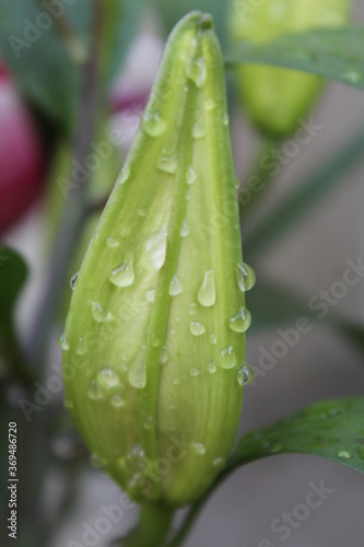 Gouttes d'eau sur lys oriental rose. 