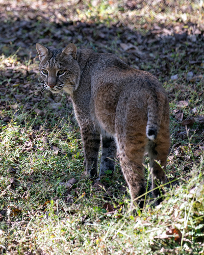 Bobcat animal  stock photos.  Close-up profile view looking a the camera side ways, displaying brown fur, body, face, head, ears, eyes, mouth, paws, tail in their environment and habitat. Picture. 