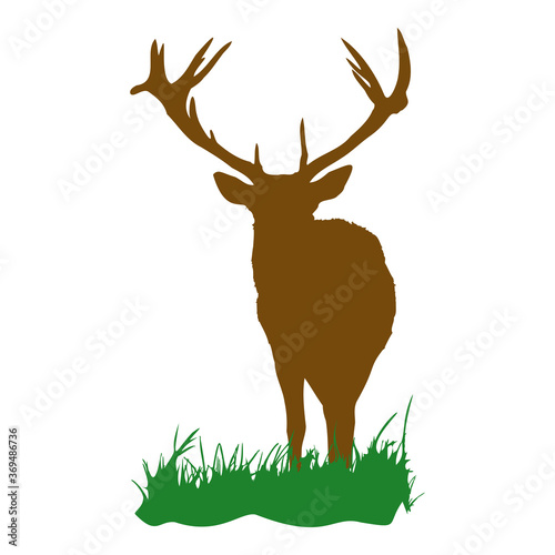 Hirsch