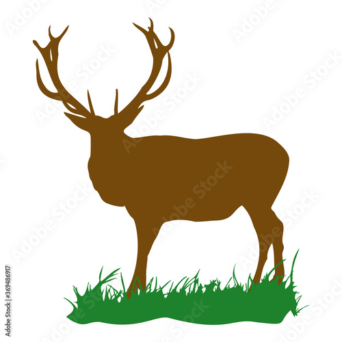 Hirsch