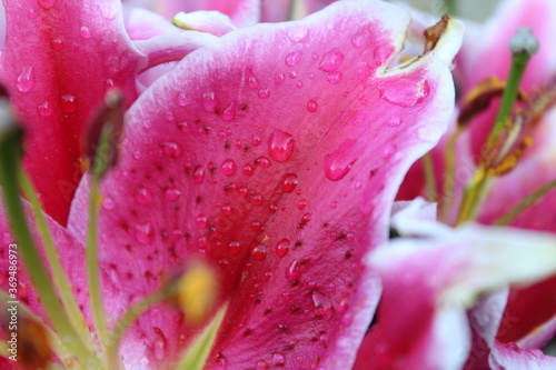 Gouttes d'eau sur lys oriental rose. 