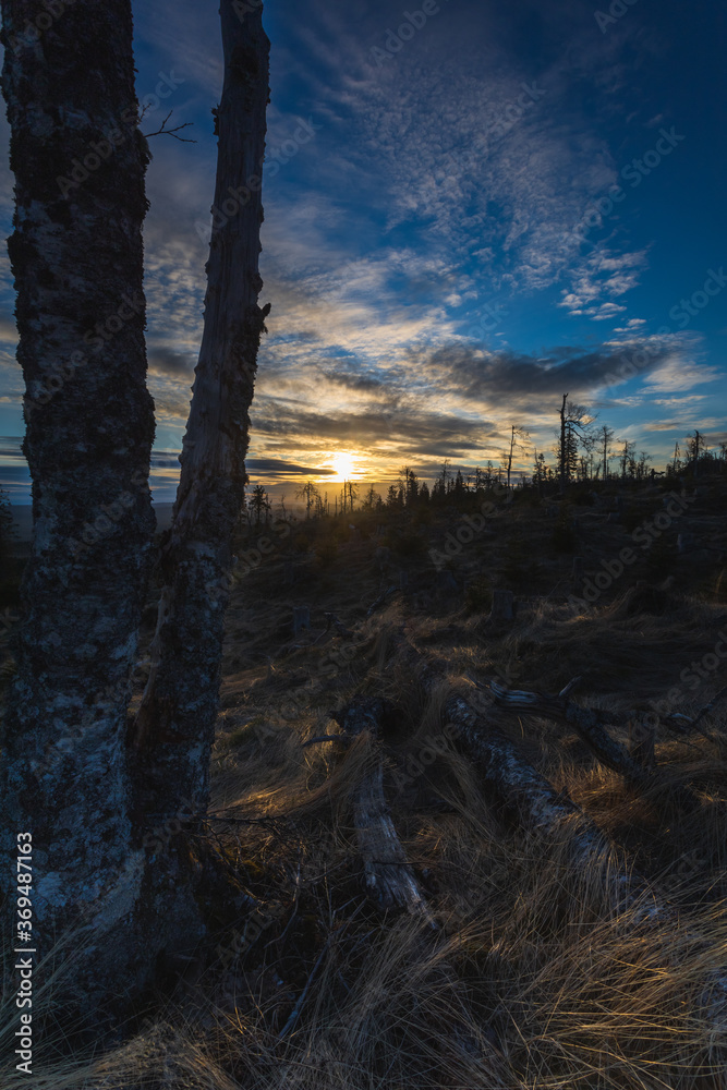 Obraz premium Sunset in the forest. 