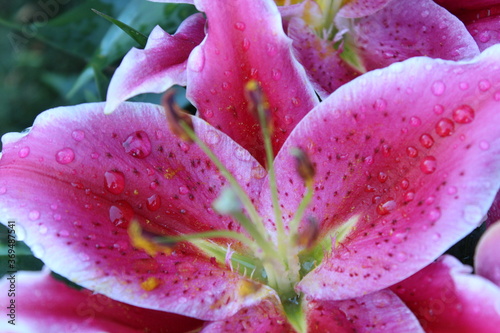 Gouttes d'eau sur lys oriental rose. 