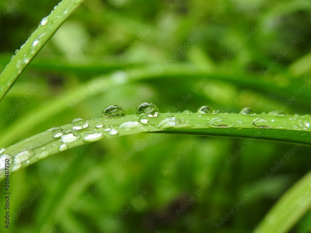 Water drops on a daylily leaf Water drops on a daylily leaf