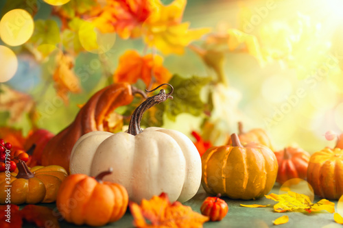 Festive autumn decor from pumpkins, berries and leaves. Concept of Thanksgivi...