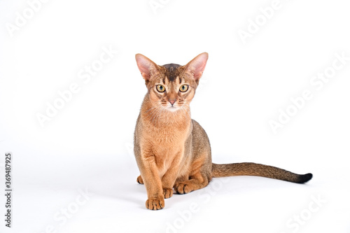 Abyssinian cat at home with her owner at home. Beautiful purebred short haired kitten. Close up, copy space, background. © Evrymmnt