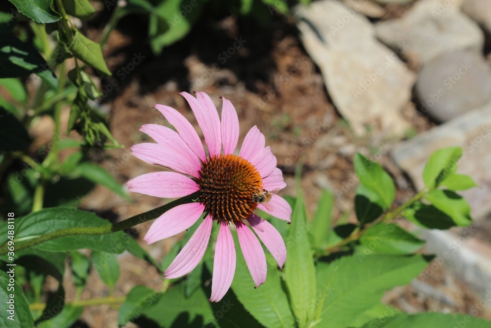Fototapeta premium bee on a flower