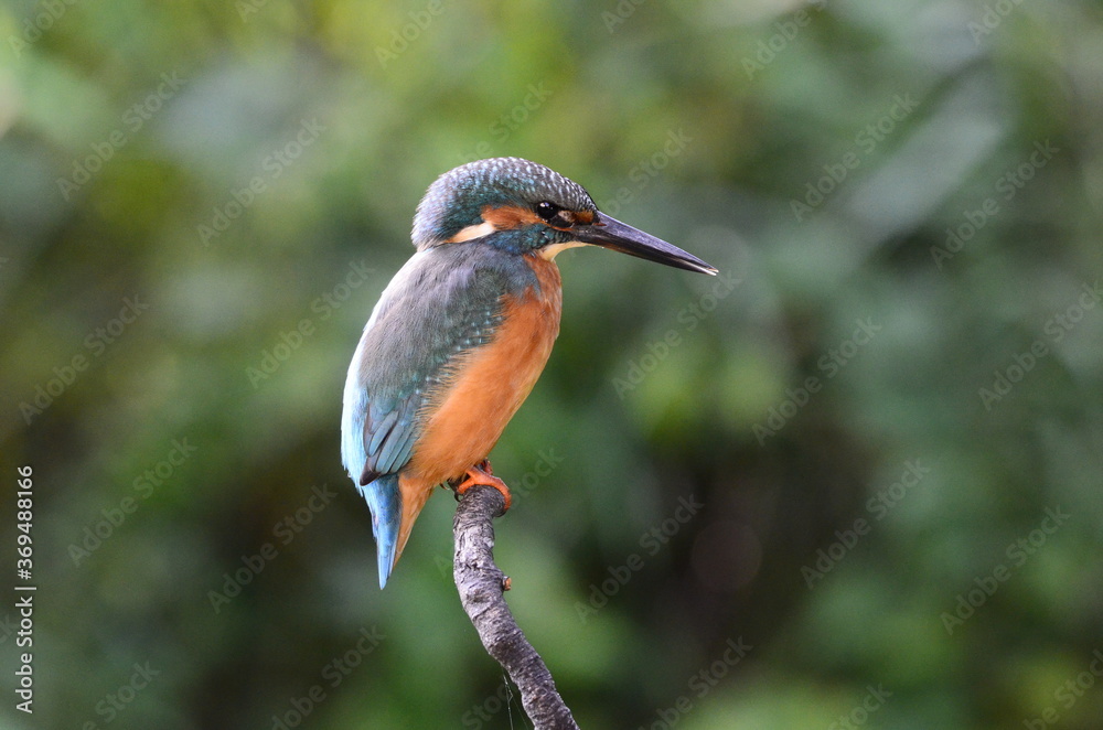 Fototapeta premium Martin-pêcheur d'Europe (Alcedo atthis)