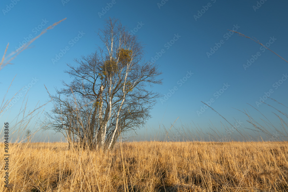 Leafless trees in dry grass and cloudless sky Leafless trees in dry grass and cloudless sky