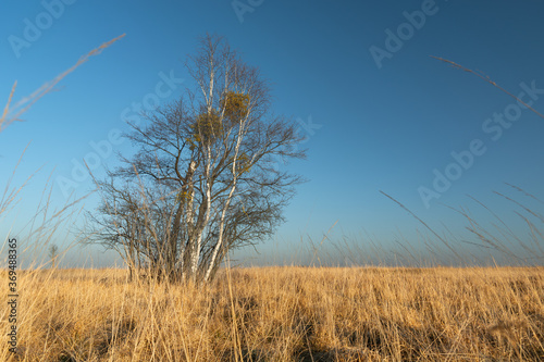 Leafless trees in dry grass and cloudless sky