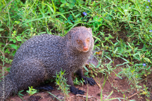 スリランカのヤラ国立公園にいたアカマングース(Ruddy mongoose) © exs