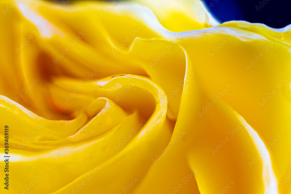 Rose petals close-up. Macro shooting Rose petals close-up. Macro shooting