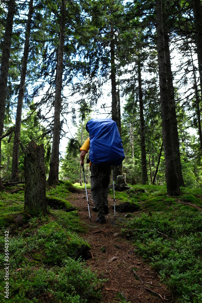 Traveler walking in a forest.  Trekking journey and travel concept