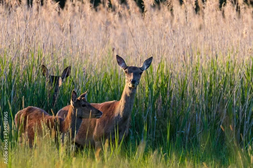 Obraz Jelenie cervus elaphus wychodzące z trzcin na łąkę