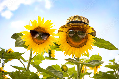 Sunflower with glasses in a hat. Sunflower with glasses. Funny sunflower with sunglasses and hat, smiling.