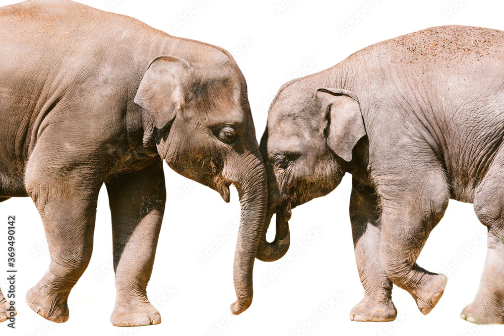 Two elephants face to face isolated on white background Two elephants face to face isolated on white background