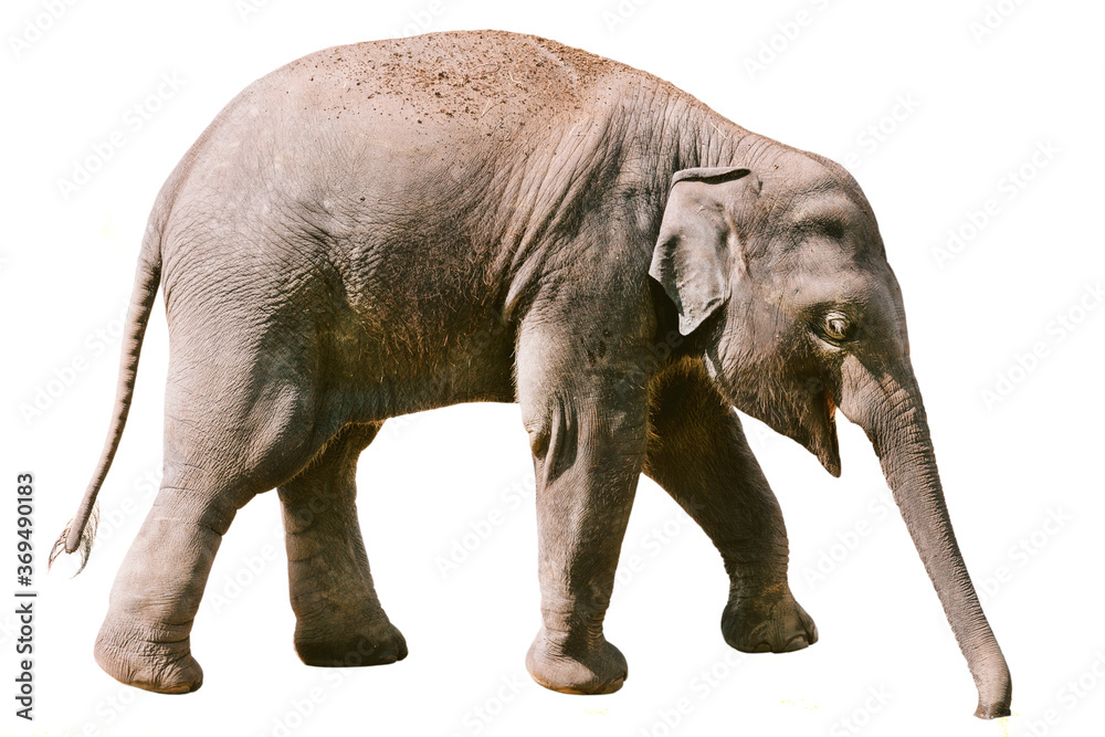 Fototapeta premium Baby elephant isolated on white background