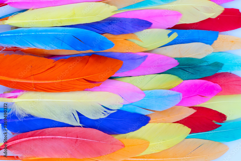 Fotografie Colorful pattern made of feathers.