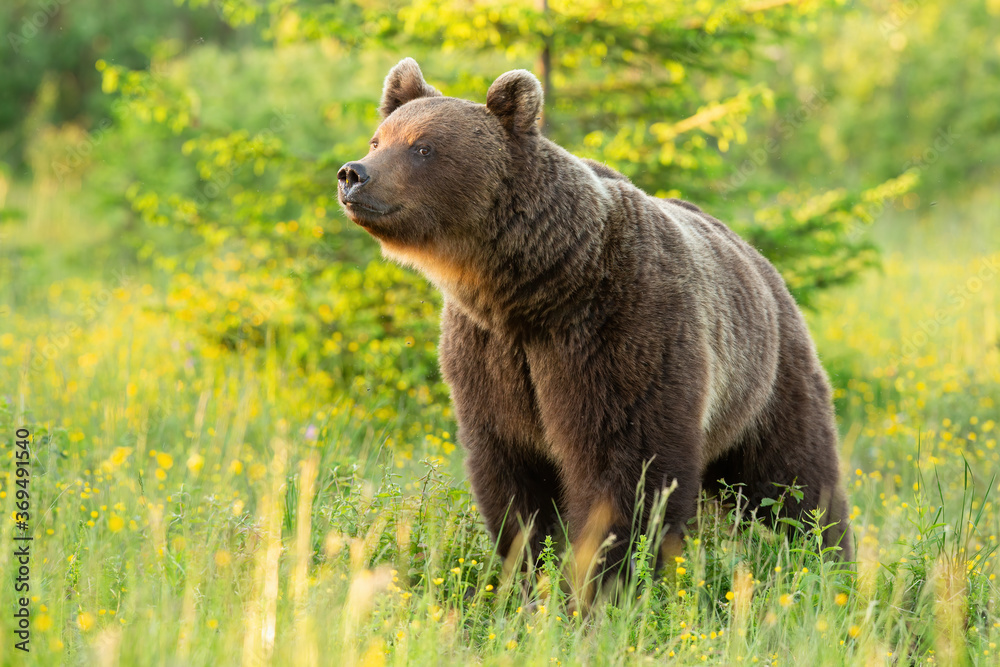 Proud brown bear, ursus arctos, sniffing on meadow in summer sun. Majestic mammal standing on field in sunlight. Magnificent animal smell in the air. Proud brown bear, ursus arctos, sniffing on meadow in summer sun. Majestic mammal standing on field in sunlight. Magnificent animal smell in the air.