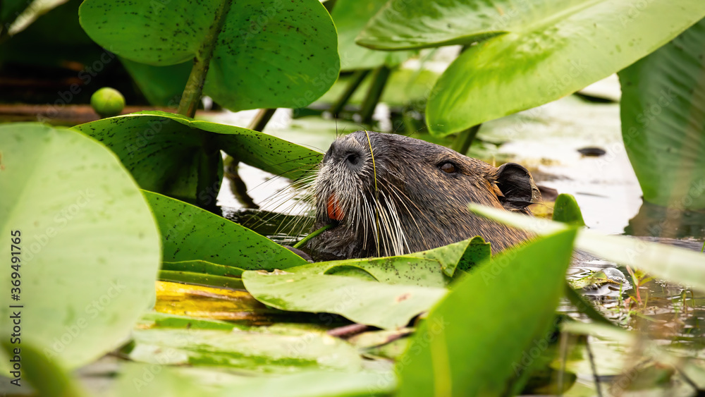 Wurasian beaver, castor fiber, floating in water and head peeking out among waterlilies. Wild animal with large teeth glimpsing out of marsh in summer nature. Wurasian beaver, castor fiber, floating in water and head peeking out among waterlilies. Wild animal with large teeth glimpsing out of marsh in summer nature.