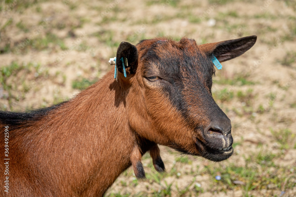 Young brown goat in grass field at spring