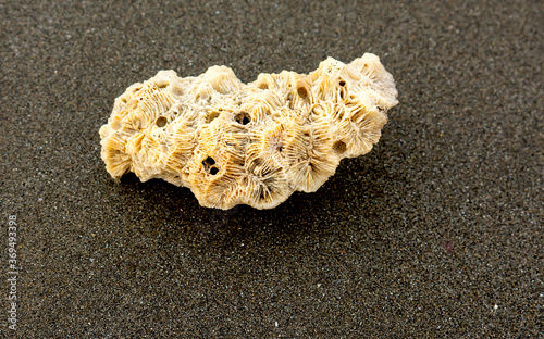 Sea coral stone on the beach sand. 
