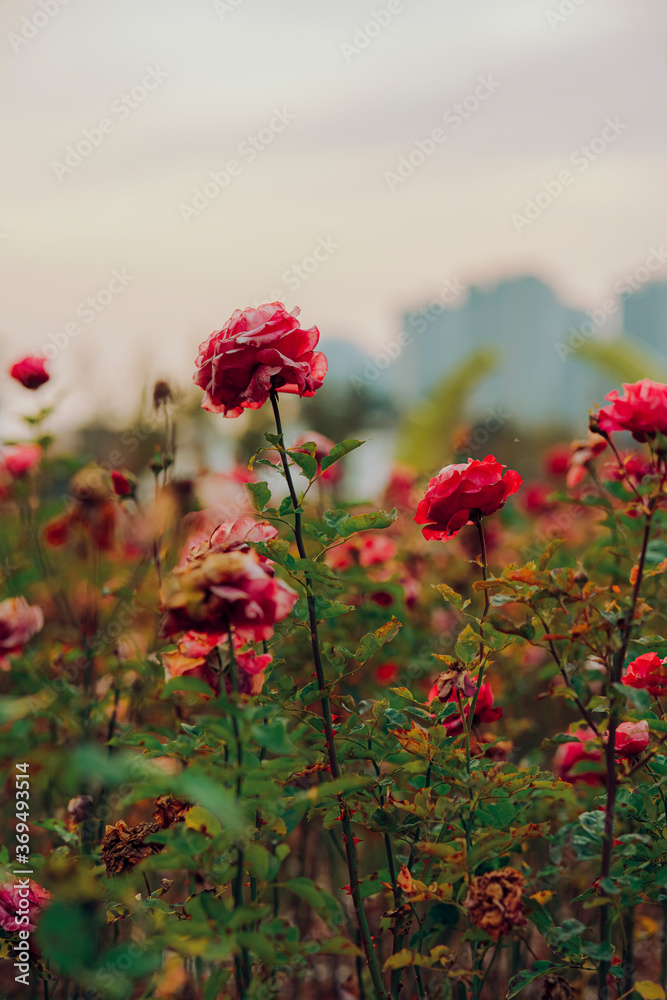 red roses in the field
