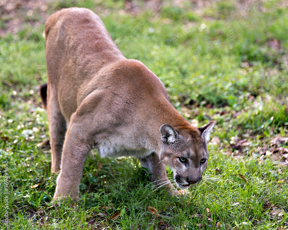 Naklejka premium Panther Animal Photo. Picture. Image. Portrait. Close-up profile view, foraging with blur foliage background in its environment and habitat displaying brown fur, body, paws, eyes,