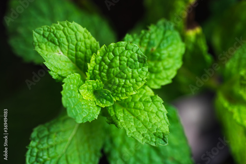 Top view of fresh mint on blurry background using as food and healthy concept