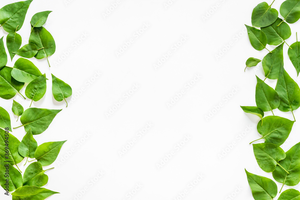 Frame of green leaves. Nature background layout. Top view