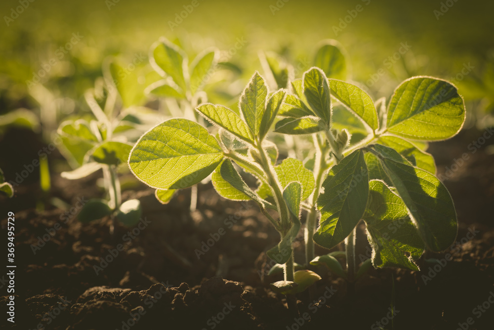 Glycine max, soybean, soya bean sprout growing soybeans on an industrial scale. Products for vegetarians. Agricultural soy plantation on sunny day. An untreated field with weeds. Glycine max, soybean, soya bean sprout growing soybeans on an industrial scale. Products for vegetarians. Agricultural soy plantation on sunny day. An untreated field with weeds.