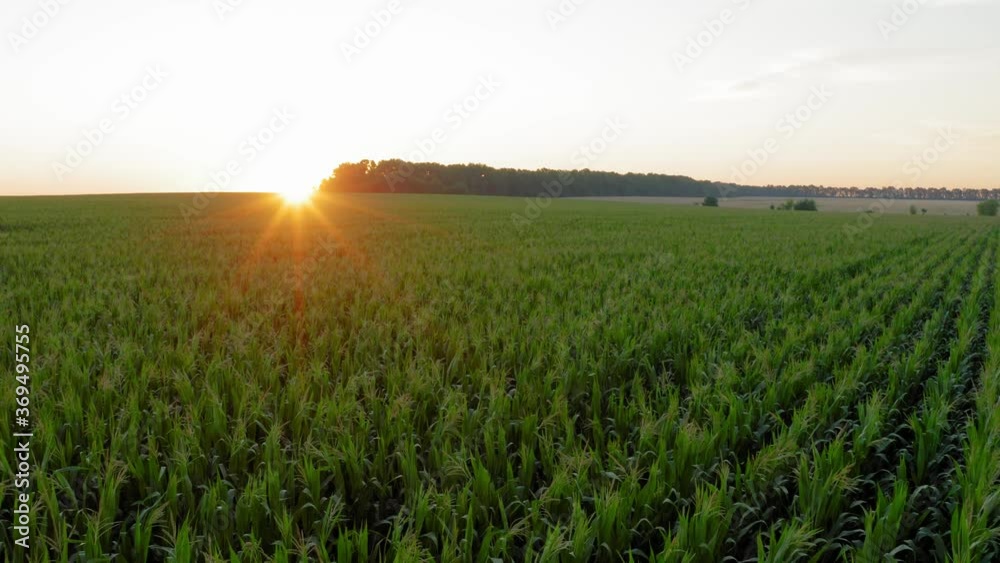 Flying over corn field during sunrise. Drone video recording Flying over corn field during sunrise. Drone video recording