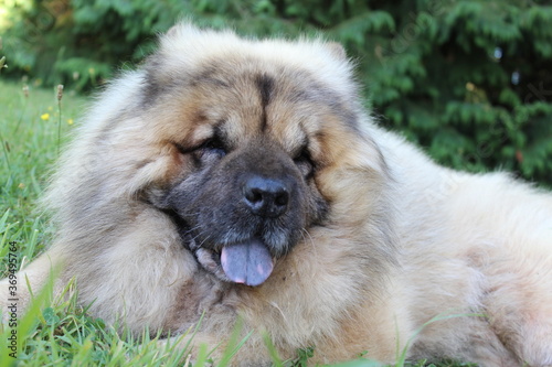 Chien à langue bleue, chow chow, allongé