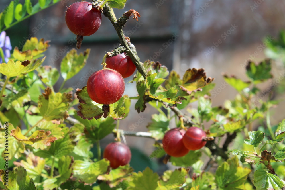 gooseberry berries close up side view grow on a Bush gardening gooseberry berries close up side view grow on a Bush gardening