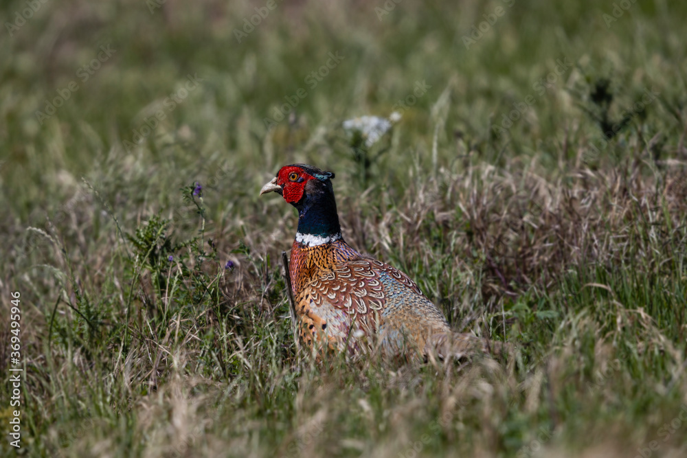 Fototapeta premium Ein männlicher Fasan in einer Wildwiese.
