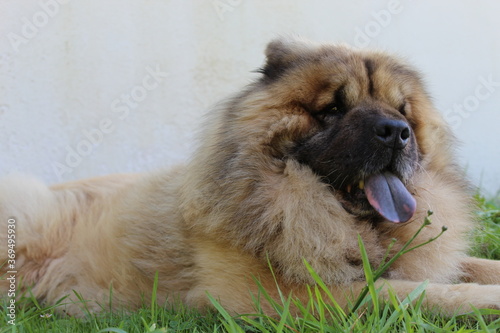 Chien à langue bleue. L'Eurasier.