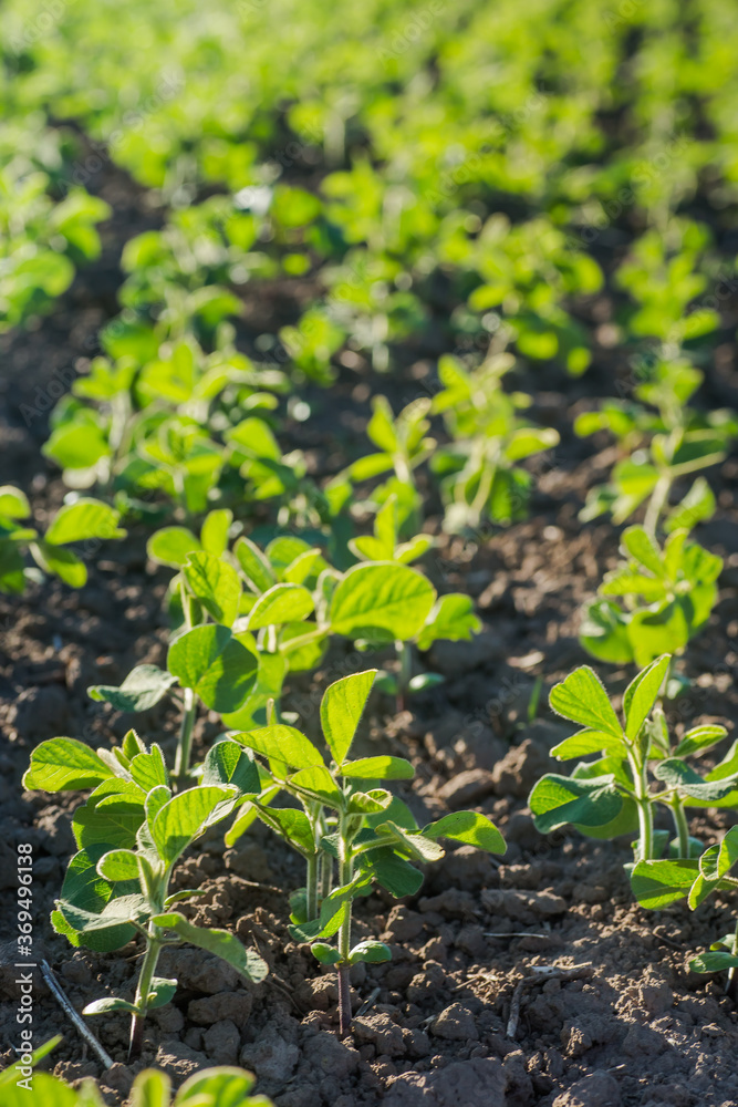 Glycine max, soybean, soya bean sprout growing soybeans on an industrial scale. Products for vegetarians. Agricultural soy plantation on sunny day. An untreated field with weeds. Glycine max, soybean, soya bean sprout growing soybeans on an industrial scale. Products for vegetarians. Agricultural soy plantation on sunny day. An untreated field with weeds.