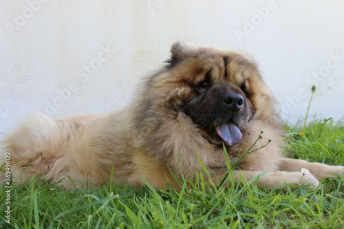 Chien à langue bleue, chow chow