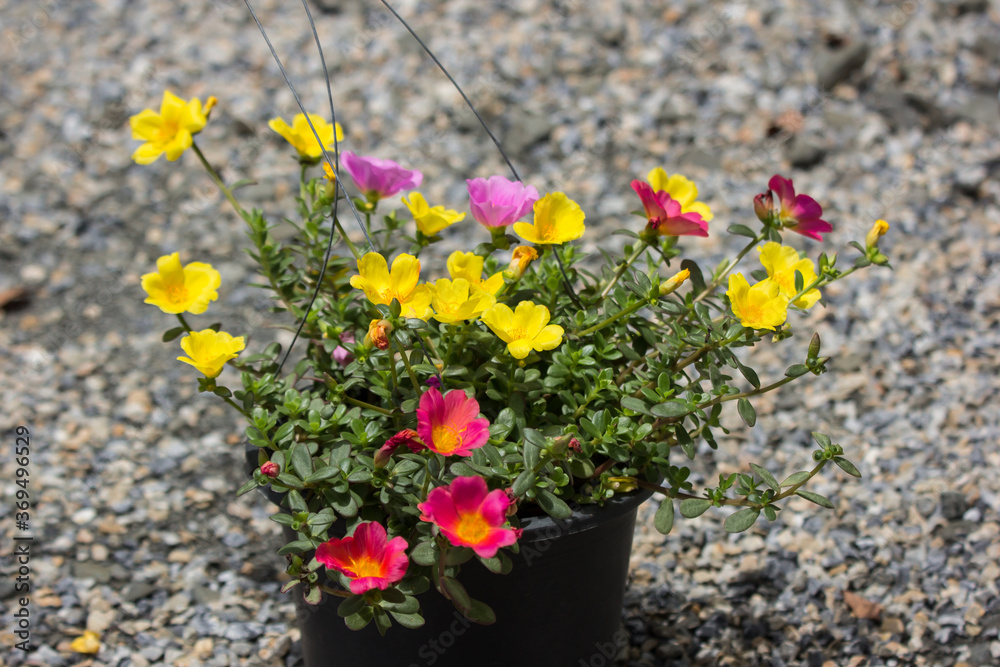 Naklejka premium Common Purslane