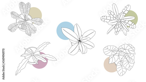 line home flowers in pot, no background, pastel colour, flowers for interior design, plant object for game, house plant for decor, line art for app, set of icons