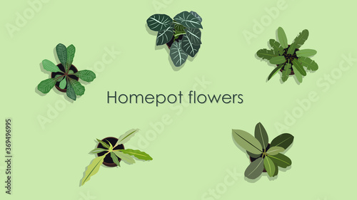 green illustration of homepotted flowers, interior plants, design objects, coxy home, set of plants photo